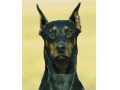 Icon for واردات خرید و فروش سگهای اصیل