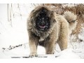 فروش سگهای قفقازی در کلاسهای مختلف - سگهای گارد