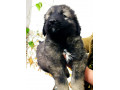 فروش توله قفقازی بسیار درشت سگ قفقازی غول پیکر
