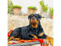 فروش سگ رتوایلر  وارداتی با مدارک کامل - مدارک ثبت موسسه