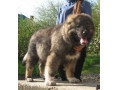 فروش سگ قفقازی اصیل و درجه یک از بهترین مولدین در ایران  سگ قفقازی مجموعه انگل زدایی شده و واکسینه میباشد  