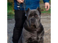 جنگجوی قدرتمند خانواده : فروش سگ کن کورسو اصیل برای توله کین کورسو فروش