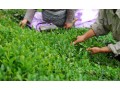  فروش چای سبز درجه یک گیلان , لاهیجان , محصول فصل بهار - درجه یک شش تخته