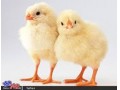 فروش جوجه مرغ گوشتی ،تخمگذار ،بومی و مرغ مادر - جوجه غاز دو هفته ای