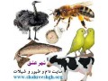 شهرعشق سایت تخصصی دام و طیور و شیلات و حیوانات خانگی - جای خواب حیوانات