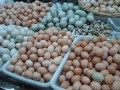 فروش تخم نطفه دار بومی دو رگه - تخم نطفه سنج