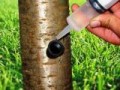 تزریق مستقیم مواد مغذی به تنه درخت - حمل مواد شیمیایی