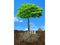 معجزه تولید چوب در درخت صنوبر و بقیه درختان تولید چوب - درخت میوه و تزیینی