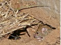 التراسونیک موش بی موش 