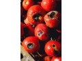  ضد آفت گوجه فرنگی بدون نیاز به سم  - توت فرنگی