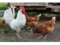 فروش عمده و جزئی مرغ بومی تخم گذار و گوشتی تحت نظر جهاد کشاورزی 