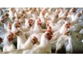 فروش مرغ محلی تخمگذار اصلاح نژاد شده با راندمان بالا 