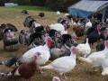 بوقلمون نژاد برنز با راندمان و وزن گیری بالا  - نژاد های مرغ تخم گذار
