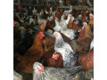 فروش نیمچه مرغ محلی 3 ماهه تخمگذار بومی , سه ماهه - نان محلی