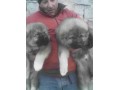فروش ویژه سگ قفقازی- فروش سگ گارد و نگهبان - گارد آکواریومی