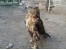 خوجه عقاب فروشی