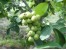 ارقام نهال ارقام گردو زودبازده، گردو خوشه ای،گردو پیوندی،گردو پیکان