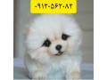 Icon for فروش توله سگ های جیبی واقعی و بی صدا و ارزان