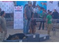 شرکت سرزمین حیوانات خانگی ایرانیان به شماره ثبت408447  - شماره رند