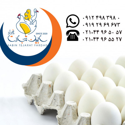 صادرات تخم مرغ خوراکی سفید سابین تجارت