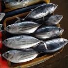 واردات ماهی اسکیپ جک و یلوفین جهت تولید تن ماهی