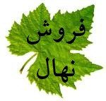 تولید و فروش نهال به اصفهان، انگور، گردو، سنجد، گل محمدی و غیره در ابهر - نهالستان زربرگ ابهر