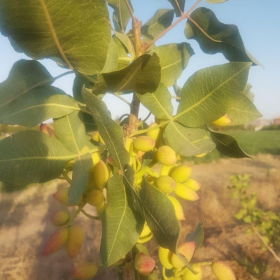 فروش زمین در شهرضا