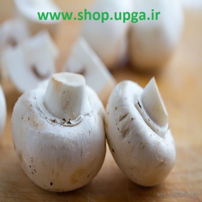 خرید آسان بذر قارچ خوراکی از شرکت اروم کشاورز