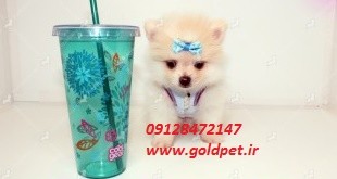 فروش سگ پامرانیان گلدپت مرجع تخصصی خالص ازپدرومادروارداتی