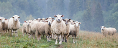 گوسفند برای قربانی در تهران