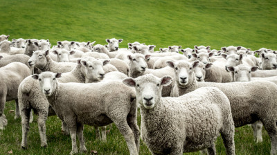 گوسفند زنده قربانی 
