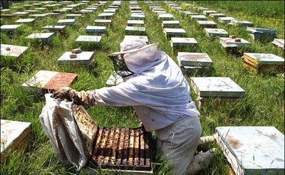 مشاوره زنبورداری و پخش عسل طبیعی