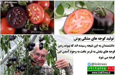 فیلم آموزش پیوند زدن گوجه فرنگی