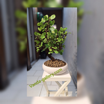  ساخت بنسای مصنوعی با کیفیت