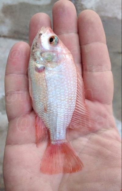 بچه ماهی تیلاپیا
