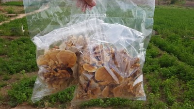 فروش قارچ و بذر گانودرما