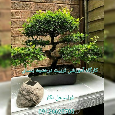 دوره آموزشی درختچه بنسای