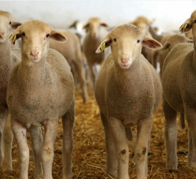 کارگاه آموزش عملی پرواربندی گوسفند و بز 