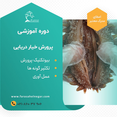 پرورش خیار دریایی آبزی پروری خاص در جنوب ایران