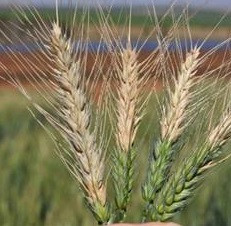 قارچ کش فوزاریوم زنگ زرد گندم پراستیک اسید