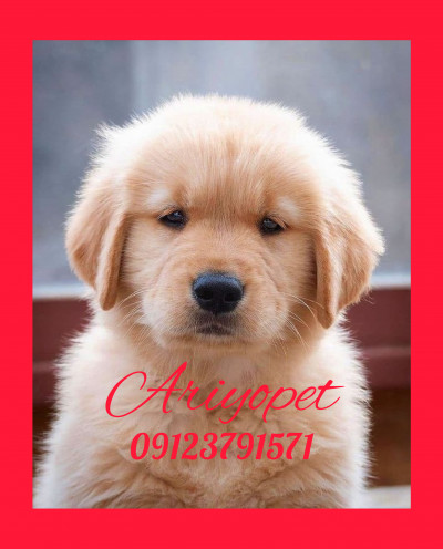 فروش سگ گلدن رتریور ( مولد وارداتی ) اوکراینی 
