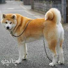 فروش سگ اکیتا ژاپنی و امریکن نر وماده / توله اکیتا