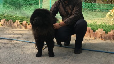 فروش سگ چاوچاو وارداتی اصیل