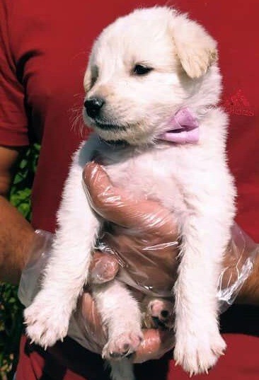 فروش توله گلدن باهوش ترین سگ جهان