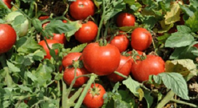 فروش بذر گوجه فرنگی مارکنی زودرس و خوش رنگ