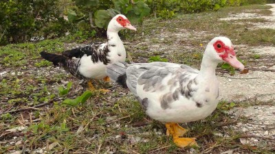 تخم نطفه دار انواع اردک