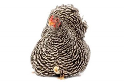 تخم نطفه دار مرغ نژاد پلیموت راک