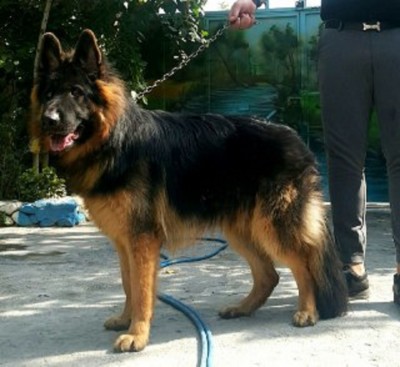 کاملترین مجموعه سگ ژرمن