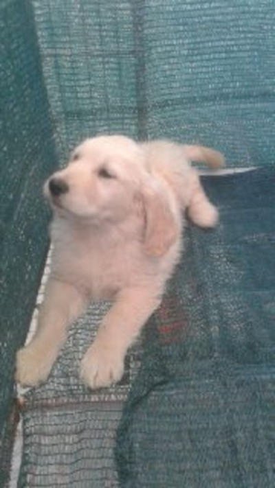 فروش توله گلدن رتریور