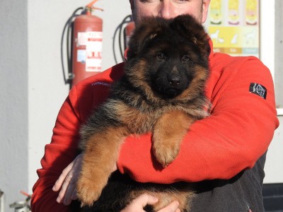 فروش توله ژرمن شولاین موبلند